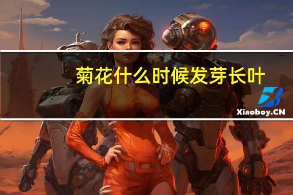 菊花什么时候发芽长叶