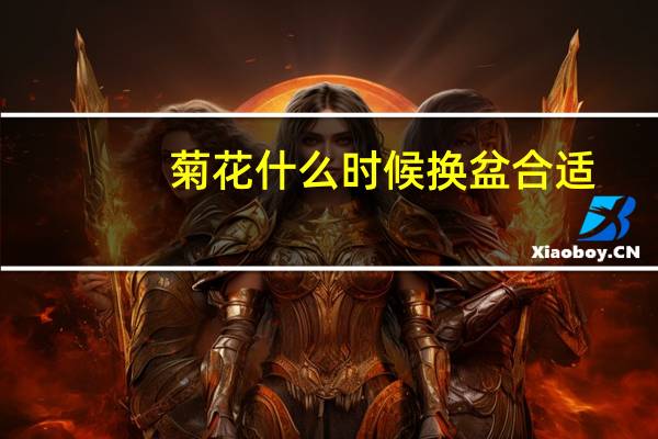 菊花什么时候换盆合适