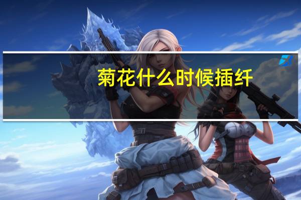 菊花什么时候插纤