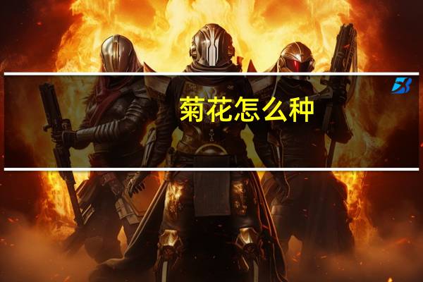 菊花怎么种