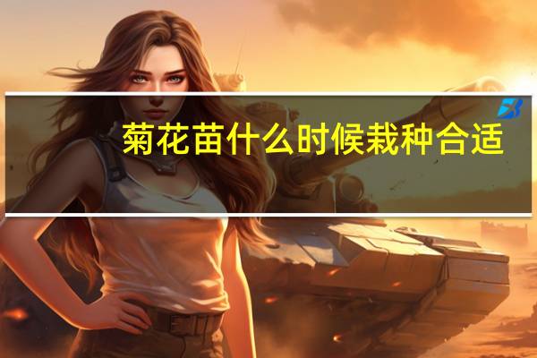 菊花苗什么时候栽种合适