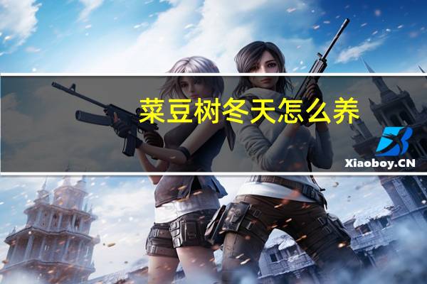 菜豆树冬天怎么养