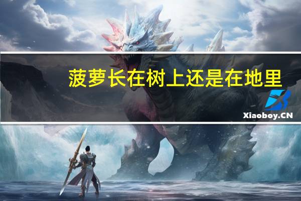 菠萝长在树上还是在地里(菠萝长在树上还是地上)