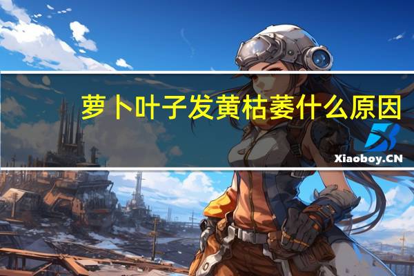 萝卜叶子发黄枯萎什么原因