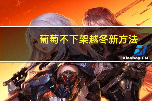 葡萄不下架越冬新方法