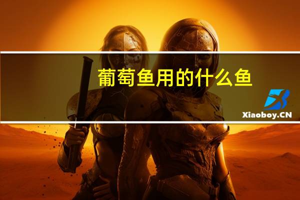 葡萄鱼用的什么鱼