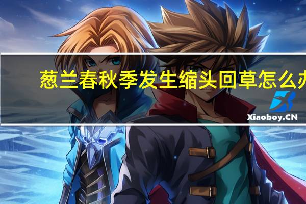 葱兰春秋季发生缩头回草怎么办