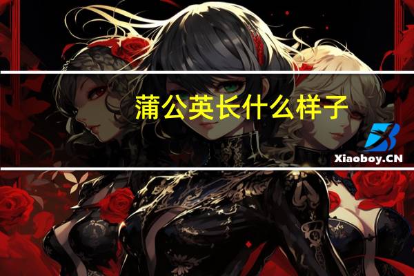 蒲公英长什么样子