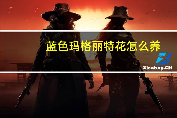 蓝色玛格丽特花怎么养