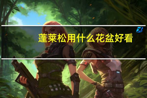 蓬莱松用什么花盆好看