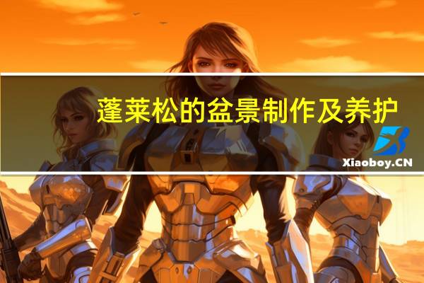 蓬莱松的盆景制作及养护
