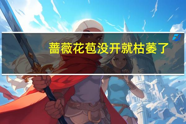 蔷薇花苞没开就枯萎了