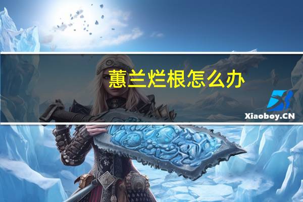 蕙兰烂根怎么办