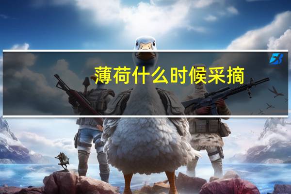 薄荷什么时候采摘
