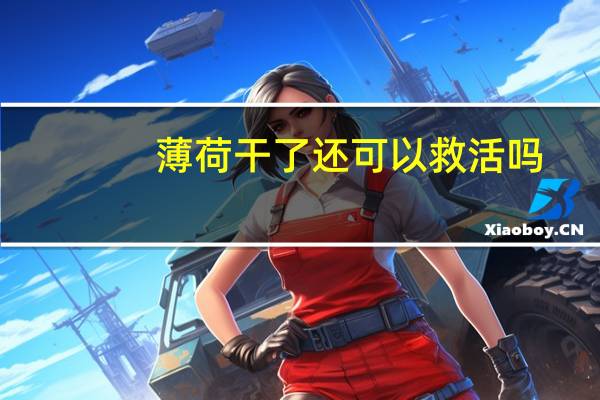 薄荷干了还可以救活吗