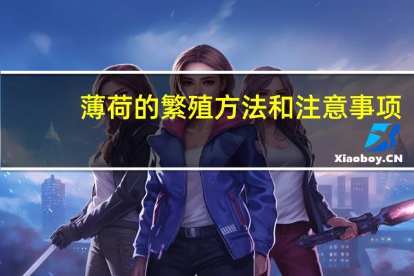 薄荷的繁殖方法和注意事项