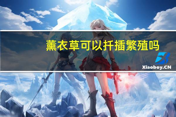 薰衣草可以扦插繁殖吗