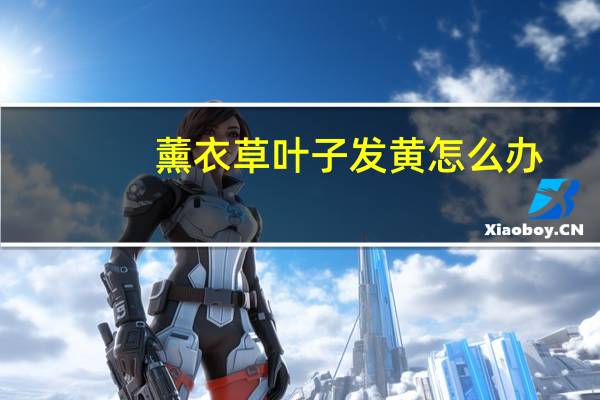 薰衣草叶子发黄怎么办