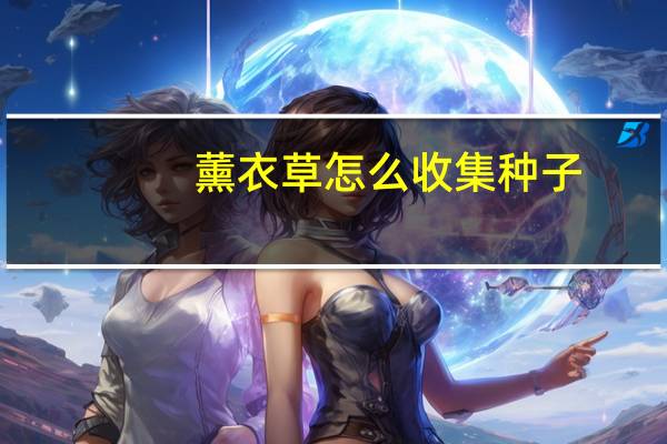 薰衣草怎么收集种子