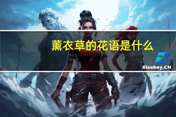 薰衣草的花语是什么