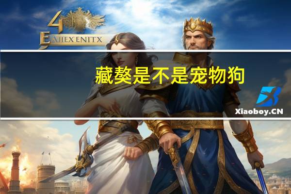 藏獒是不是宠物狗