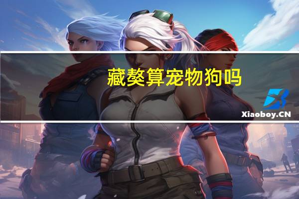 藏獒算宠物狗吗