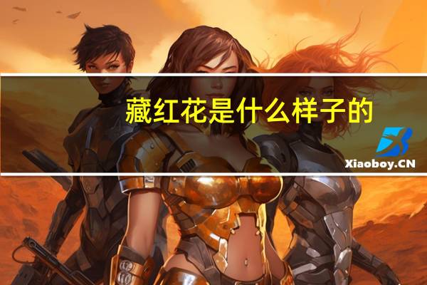 藏红花是什么样子的