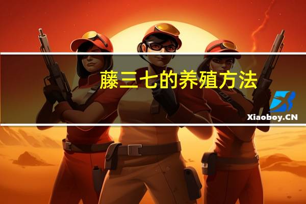 藤三七的养殖方法：不同采摘目的