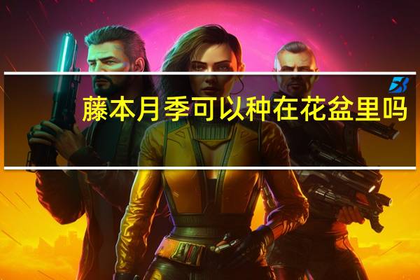 藤本月季可以种在花盆里吗