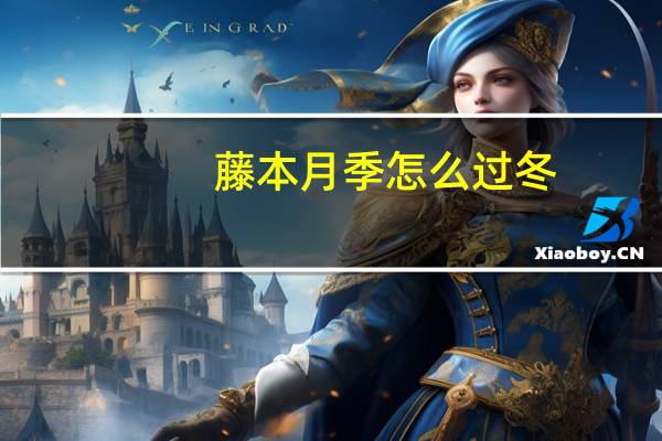 藤本月季怎么过冬