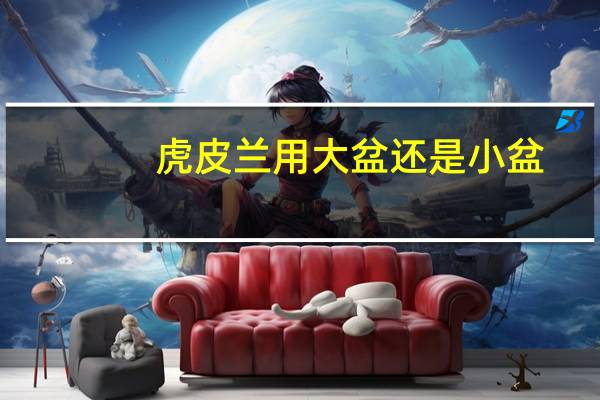 虎皮兰用大盆还是小盆