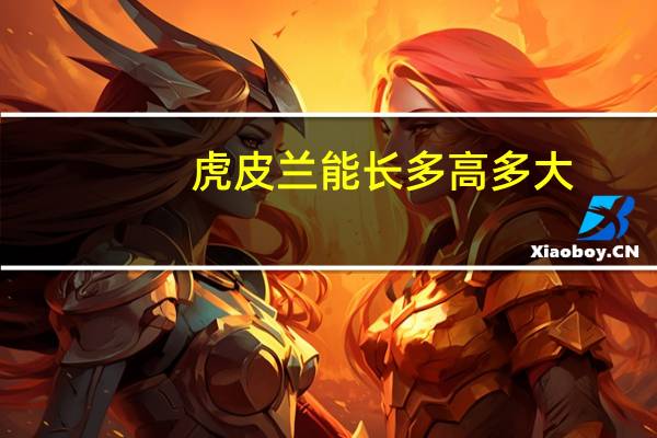 虎皮兰能长多高多大
