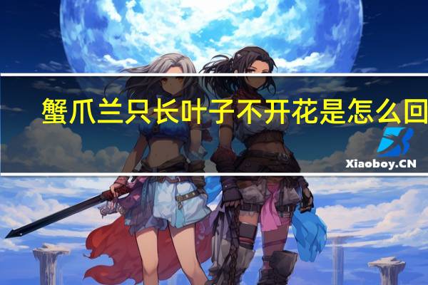 蟹爪兰只长叶子不开花是怎么回事