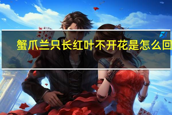 蟹爪兰只长红叶不开花是怎么回事