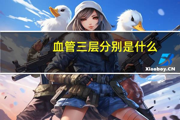 血管三层分别是什么(三血管是什么)