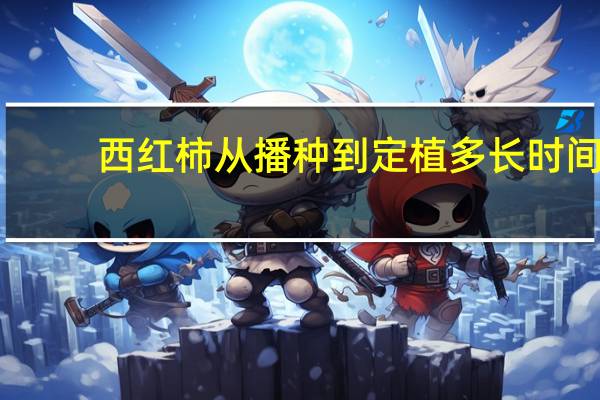 西红柿从播种到定植多长时间