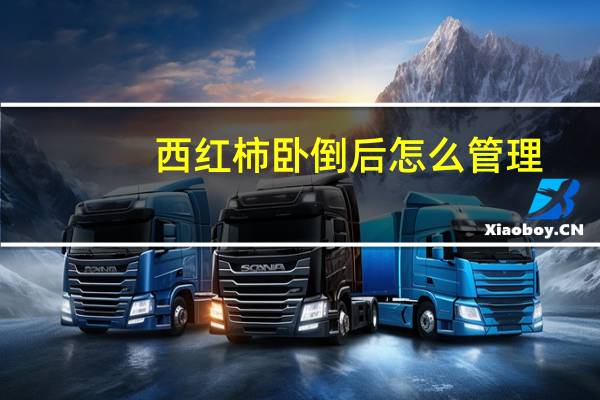 西红柿卧倒后怎么管理