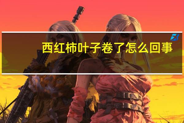 西红柿叶子卷了怎么回事