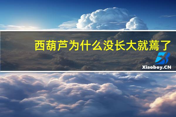 西葫芦为什么没长大就蔫了