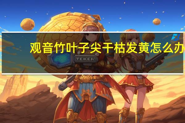观音竹叶子尖干枯发黄怎么办