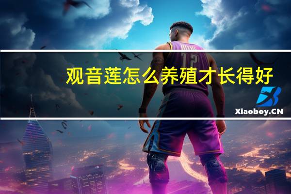 观音莲怎么养殖才长得好