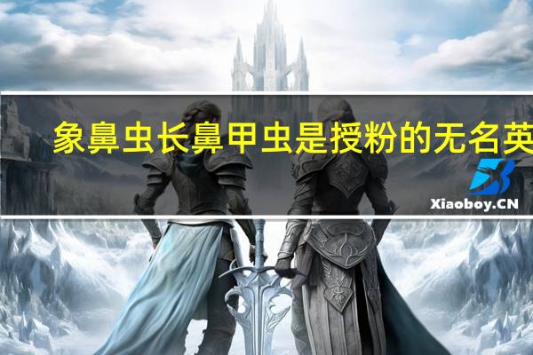 象鼻虫长鼻甲虫是授粉的无名英雄