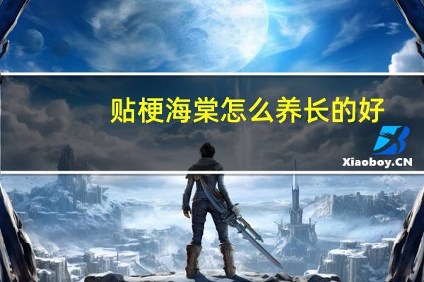 贴梗海棠怎么养长的好