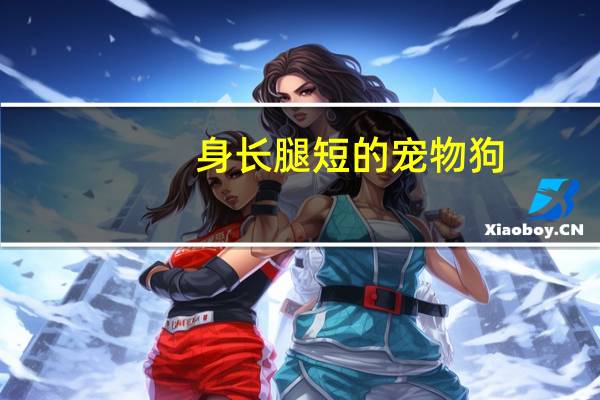 身长腿短的宠物狗