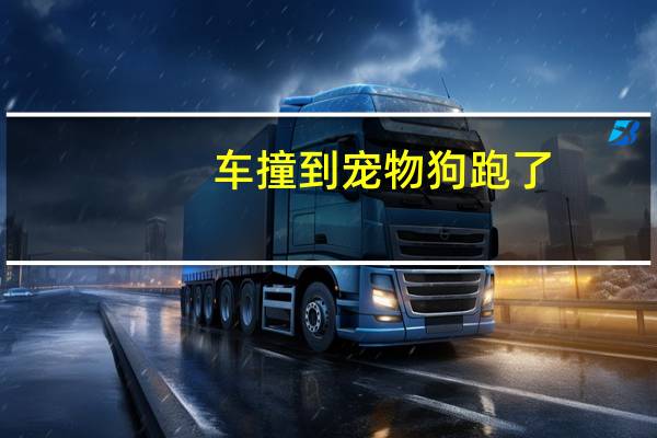 车撞到宠物狗跑了