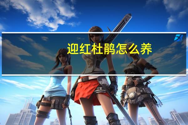 迎红杜鹃怎么养