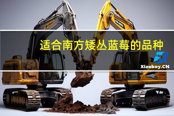 适合南方矮丛蓝莓的品种