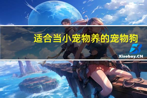 适合当小宠物养的宠物狗