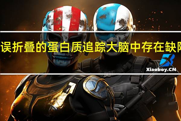 通过错误折叠的蛋白质追踪大脑中存在缺陷的质量控制