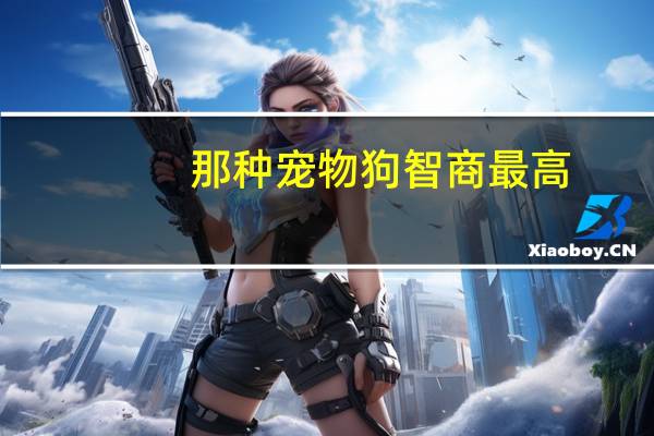 那种宠物狗智商最高